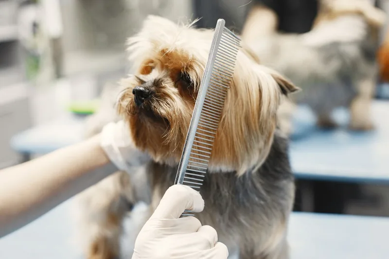 Groomer combing a Yorkshire Terrier at a pet salon